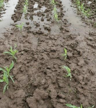 Herbicide Options For Killing Failed Corn Stands